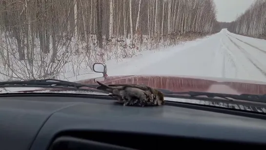 Спас и отогрел птицу