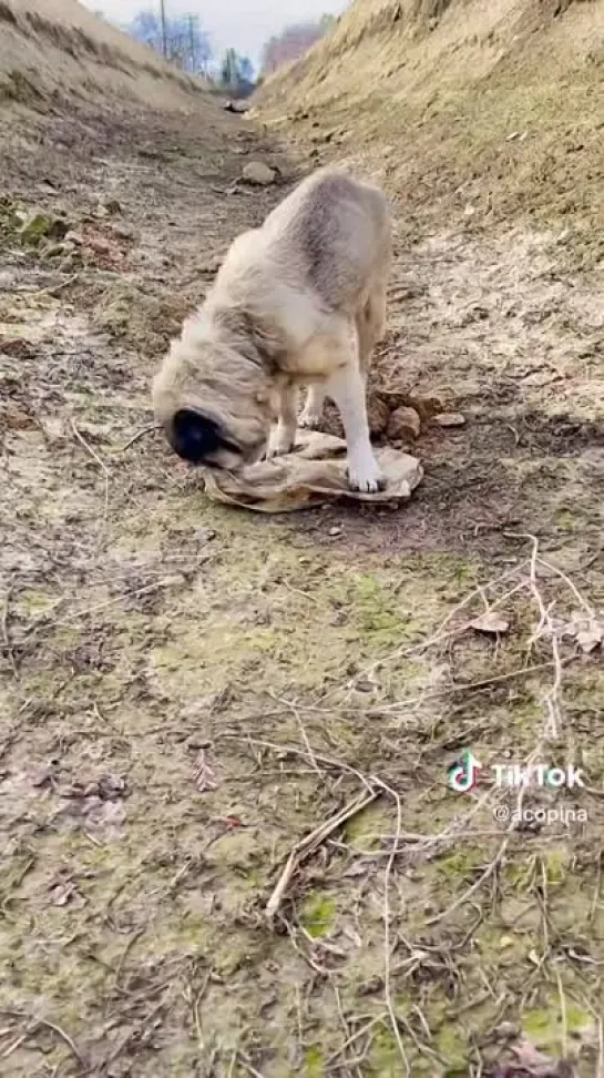 Первый в мире бездомный мопс...