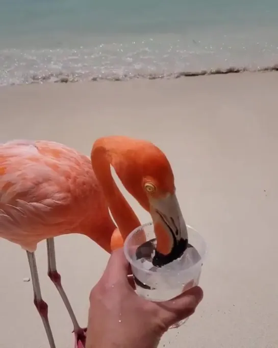 Flamingos on the beach