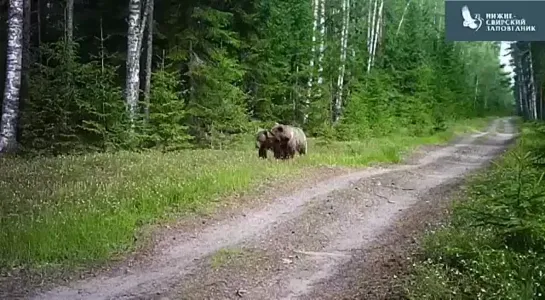 На камеру в Нижне-Свирском заповеднике в Ленинградской области попалась парочка косолапых 18+