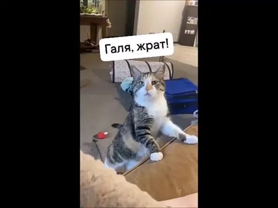 Галя, жрат!