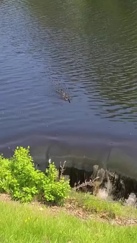 Волнительное видео 😲