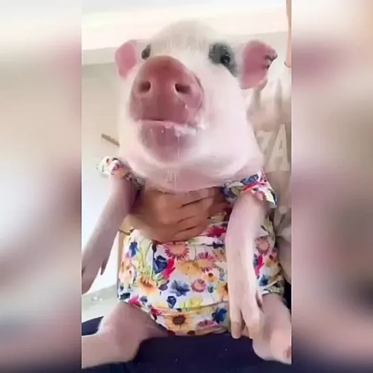 🐷