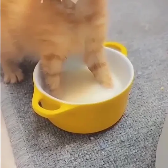 🐱🐽🥛