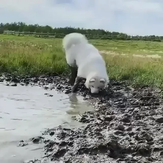 Не хочу я быть белым и пушистым 😅