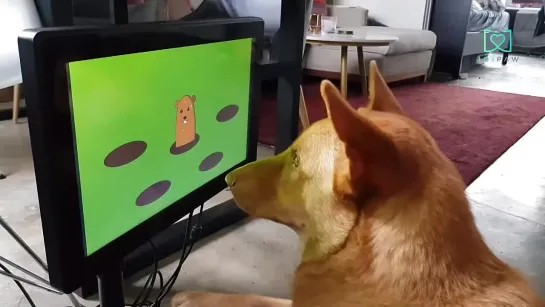 Dogs playing video games with Joipaw.webm