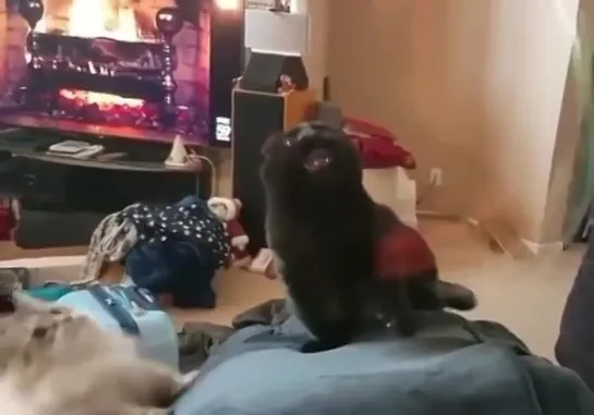 S P I N···Credit_ TikTok_widofailsTags·#sadcats #tiktok #catto #wholesome #tiktokcats #catvids #whol