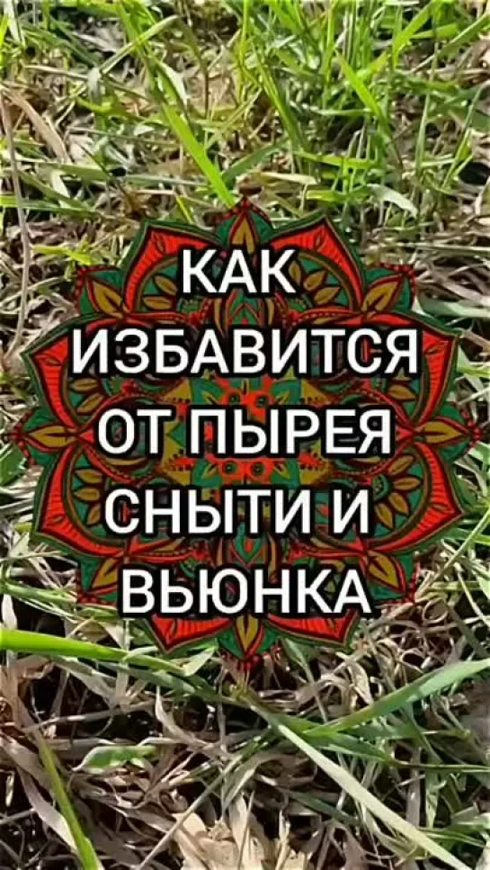 Как избавиться от пыpeя, сныти и вьюнка