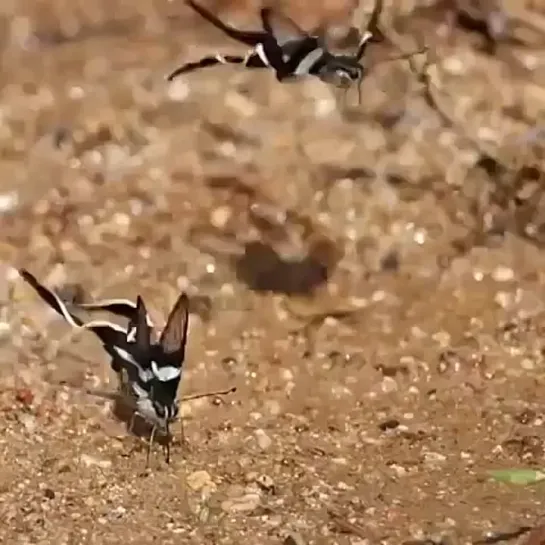 Бабочка драконий хвост🦋