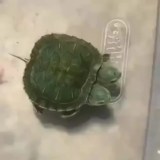 🐢 Двуглавые черепахи на ваших экранах