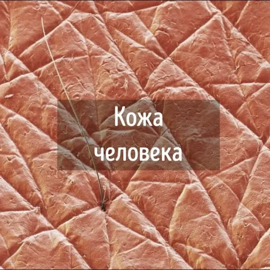 кожа