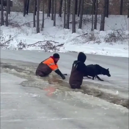 Какие молодцы ребята. Правильно поступили конечно😊