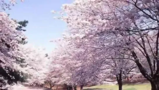 Японская песня "Сакура цветёт" 日本  桜の花