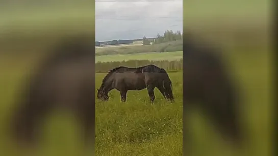 В Челябинской области лошади массово уничтожают урожай на полях