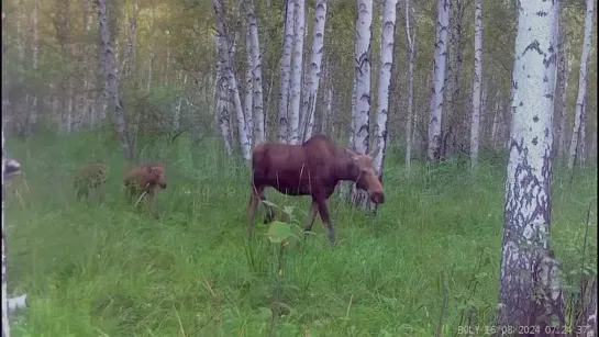 В курганских лесах засняли на видео косуль и лосей с потомством