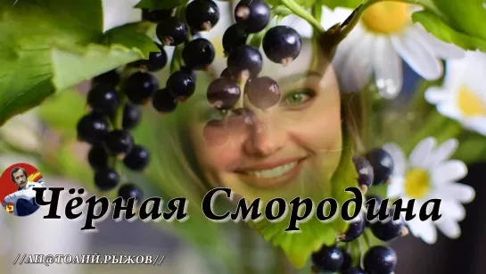 ◄♥►ЧЁРНАЯ СМОРОДИНА◄♥►