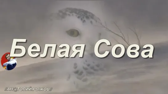 ◄♦►БЕЛАЯ СОВА◄♦► Саня Тихий