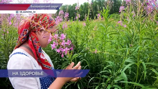 На нижегородских полях зацвёл иван-чай