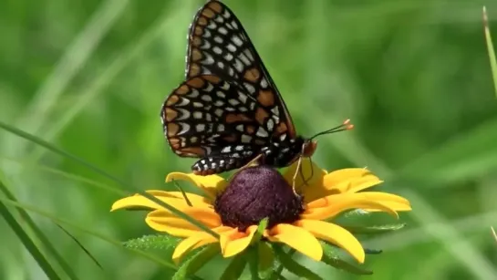 Прекрасная природа. Бабочки - Wonderful Nature. Butterflies