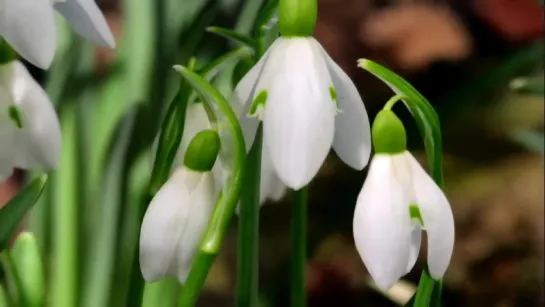 Красивая природа. Весна - Beautiful Nature. Spring