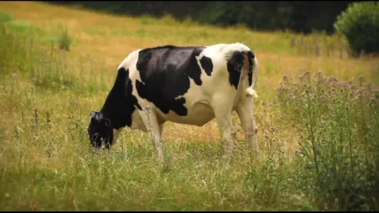 Бессердечная корова - The cruel cow in the meadow