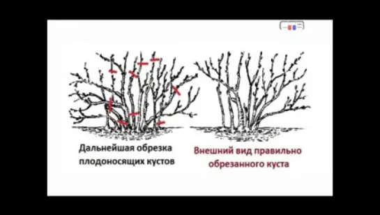 ОБРЕЗКА КУСТАРНИКОВ.Нюансы