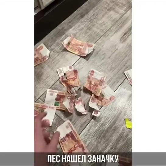 пес нашел заначку