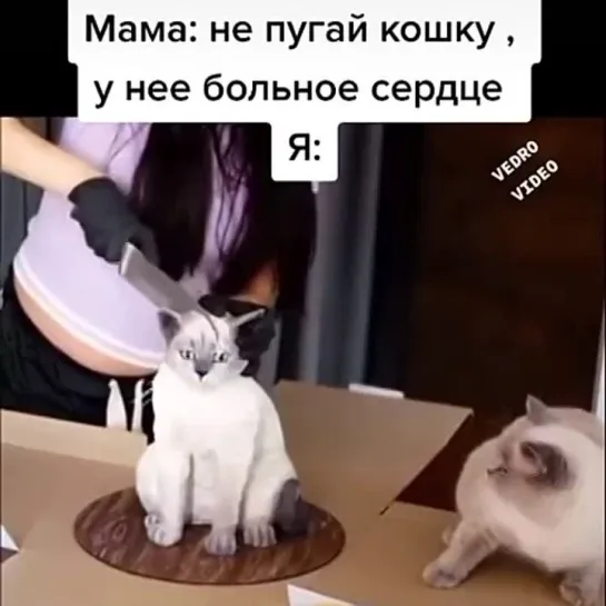 День рождения кота