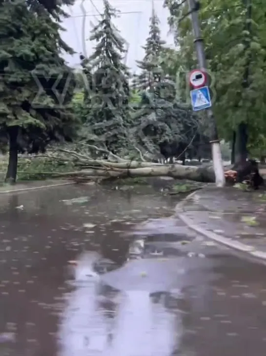 По Краснознаменской упало дерево