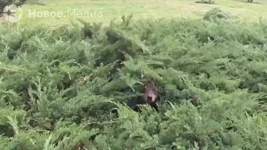 Видео от Новое.Медиа в ДНР