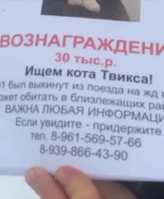 Тем временем более 300 волонтеров ищут в Кирове котика Твикса, которого проводница выбросила из вагона в мороз минус 30.