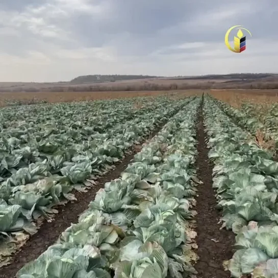 🚜 В Республике идет сбор овощей открытого грунта.