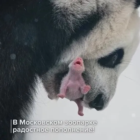 🐼 В Московском зоопарке родился первый в истории России