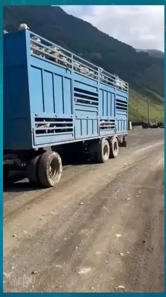 В Дагестане во время перевозки животных на грузовике козёл подпрыгнул настолько сильно, что запутался рогами в проводах.