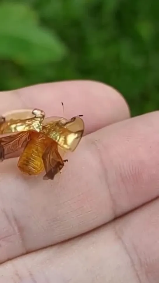 Так выглядит жук Aspidimorpha sanctaecrucis (или Золотой черепаховый жук), которого считают одним из самых красивых насекомых