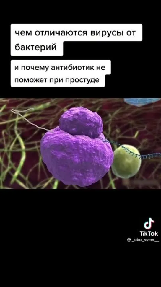 Чем отличаются вирусы от бактерий?