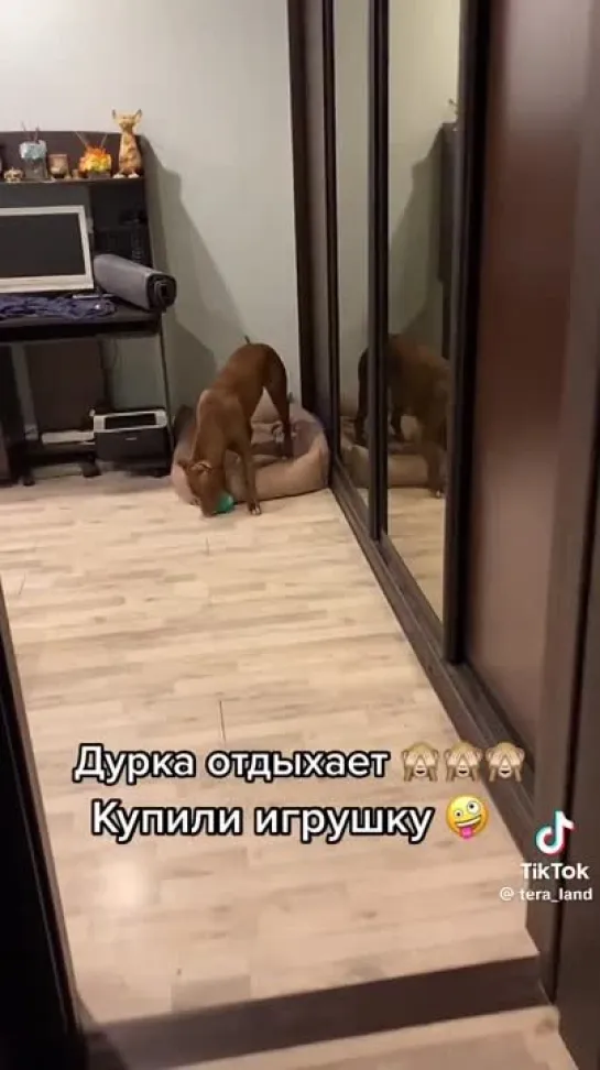 Video by Кинология