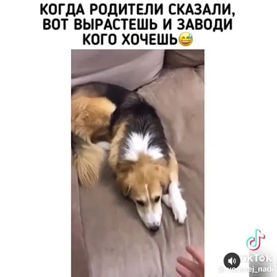 Video by Кинология