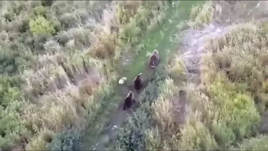 Пропавший хаски на Камчатке тусовался с медведями.