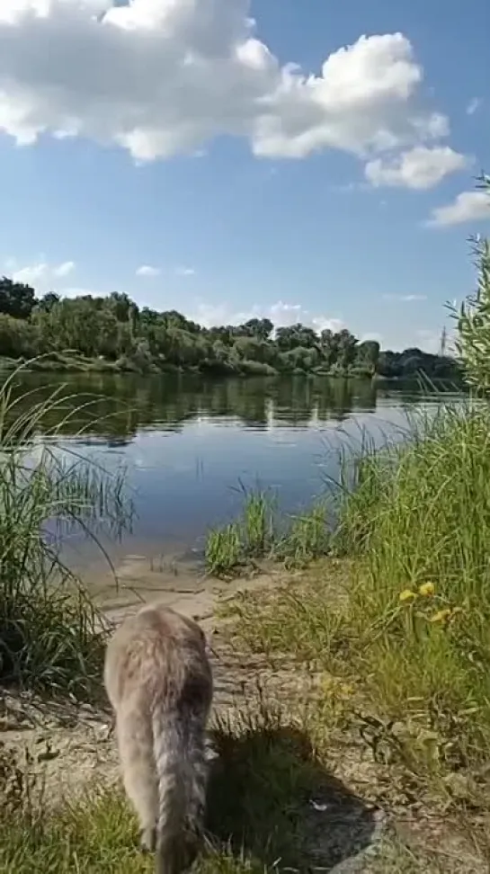 Плавающий кот - это восьмое чудо света))