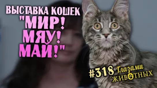 Глазами животных #318. Выставка кошек "Мир! Мяу! Май!"