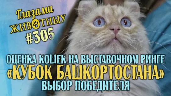 Глазами животных #305. Оценка кошек на выставочном ринге «Кубок Башкортостана», выбор победителя