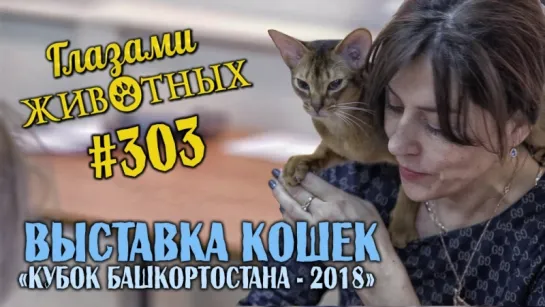 Глазами животных #303. Выставка кошек «Кубок Башкортостана 2018»