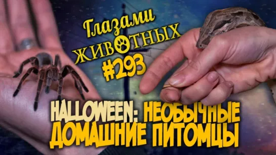 Глазами животных #293. Halloween - необычные домашние питомцы в самом мистическом выпуске года