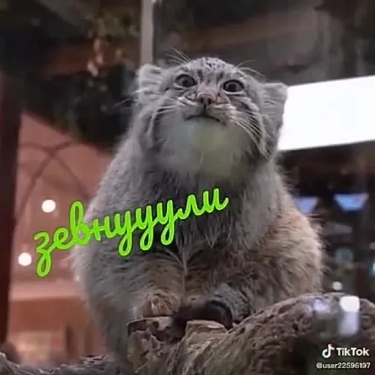 Video by Tatyana Mukovozchik