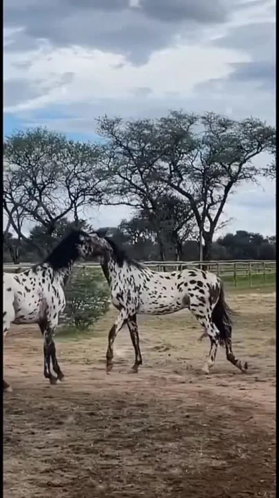 Video by Tatyana Mukovozchik