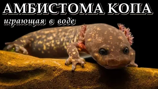 АМБИСТОМА КОПА - Играющая в воде