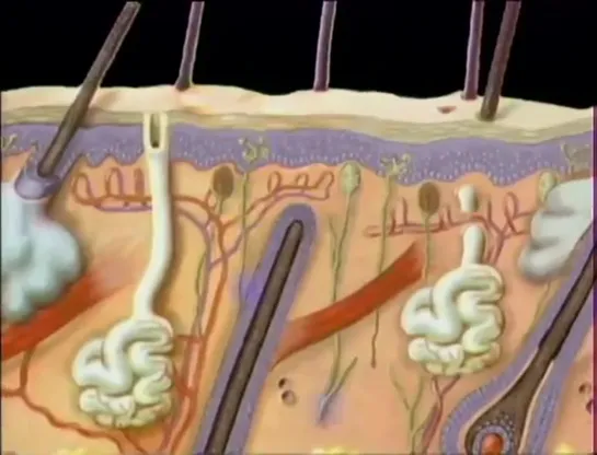 Атлас тела. Фильм 4. Тайны кожного покрова