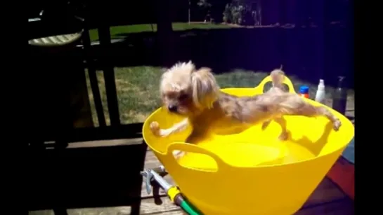 Dogs just dont want to bath - Funny dog bathing compilation