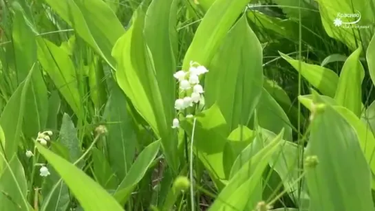 ☘ Красочное летнее видео и Потрясающая БЕЗУМНО КРАСИВАЯ МУЗЫКА